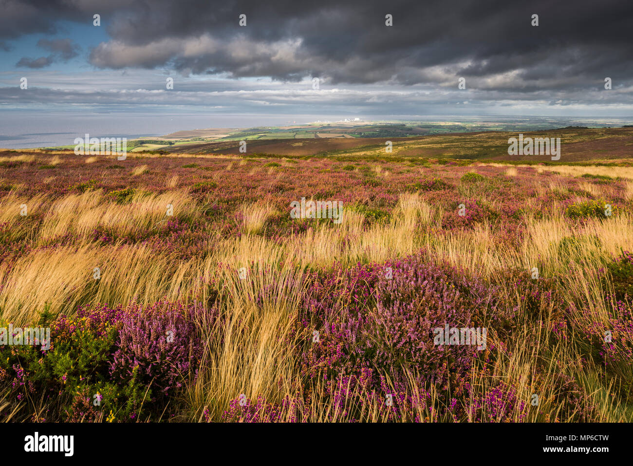 Bell and common heather in flower on Beacon Hill in the Quantock Hills overlooking the Bristol Channel in late summer. Weacombe, Somerset, England. Stock Photo