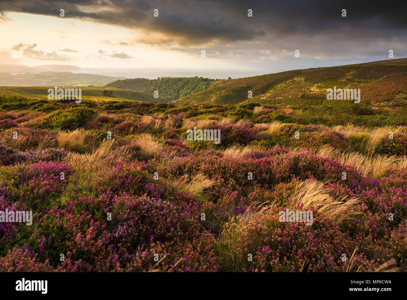 Bell and common heather in flower on Weacombe Hill in the Quantock Hills in late summer. Bicknoller, Somerset, England. Stock Photo