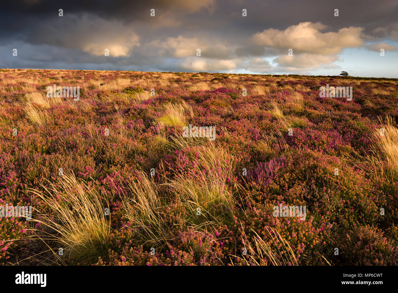 Bell and common heather in flower on Weacombe Hill in the Quantock Hills in late summer. Bicknoller, Somerset, England. Stock Photo