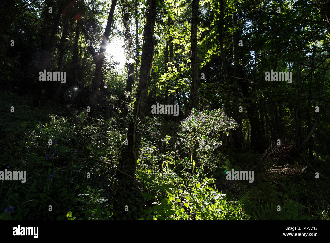 thicket, grove, wood, coppice, stand, clump, brake,shrubbery