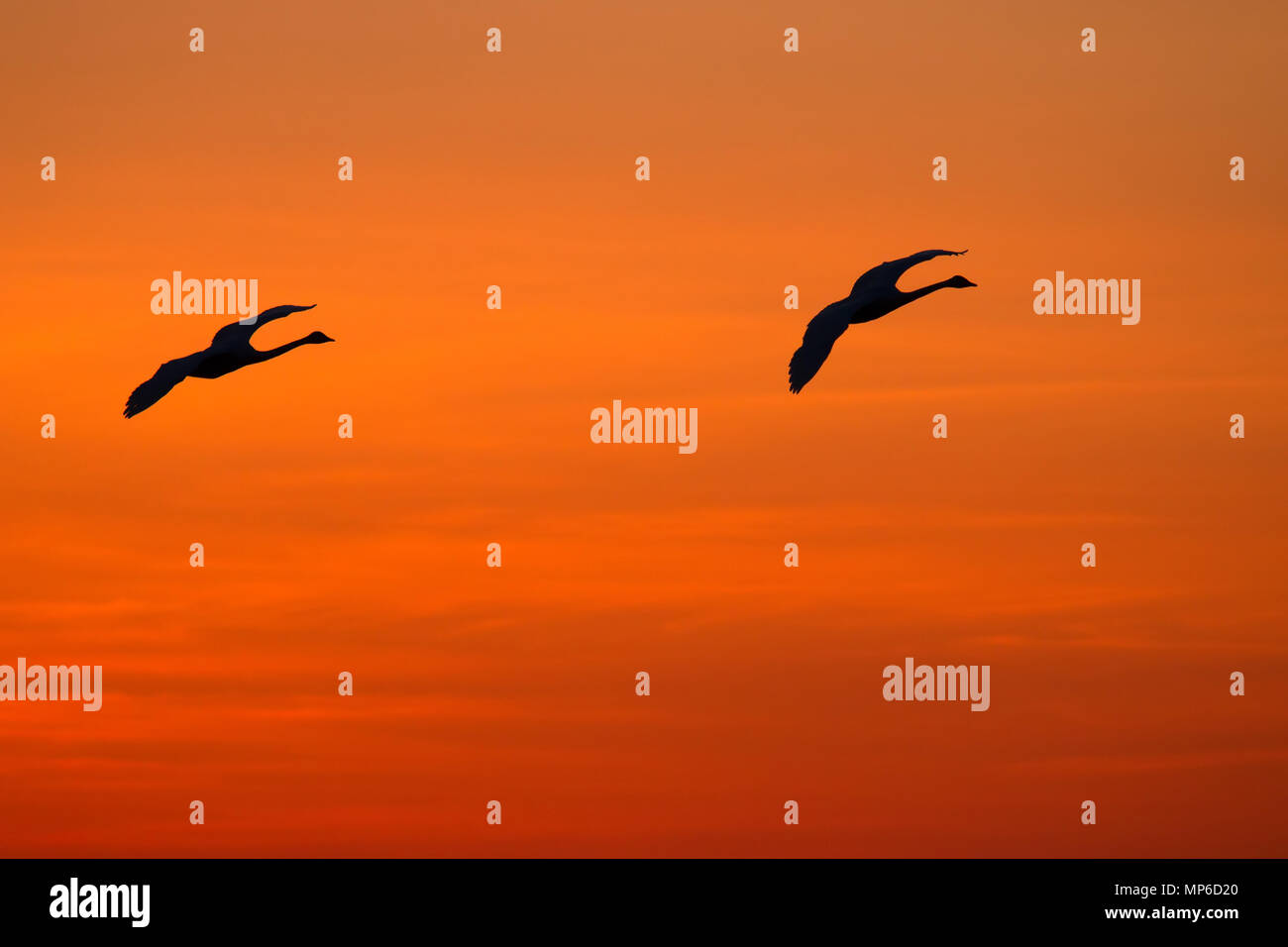 Flying swans against dramatically sunset sky, beautiful sunset. Two Bewick's swan (Cygnus bewickii) make landing Stock Photo