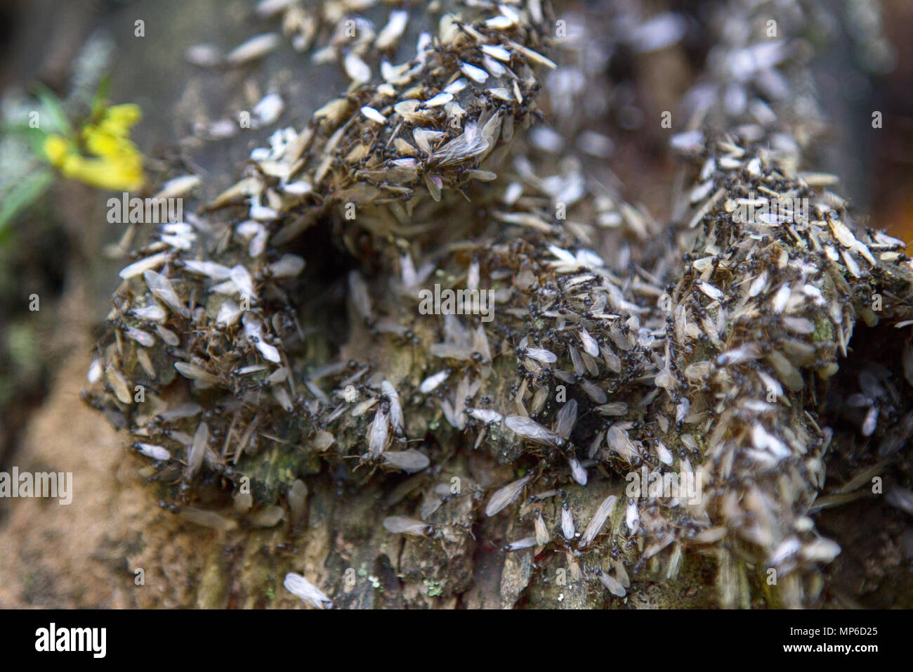 Swarming, mating flight of wood ants. Most important for what ants live