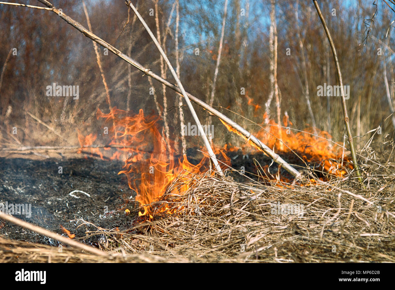Prairie fire. Dry grass blazes among bushes, fire in bushes area. Fire ...