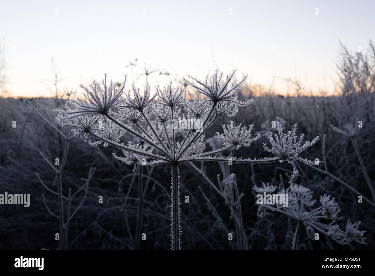 Frozen plant in front of a frozen landscape in the early morning sun rise. Romantic light. Stock Photo