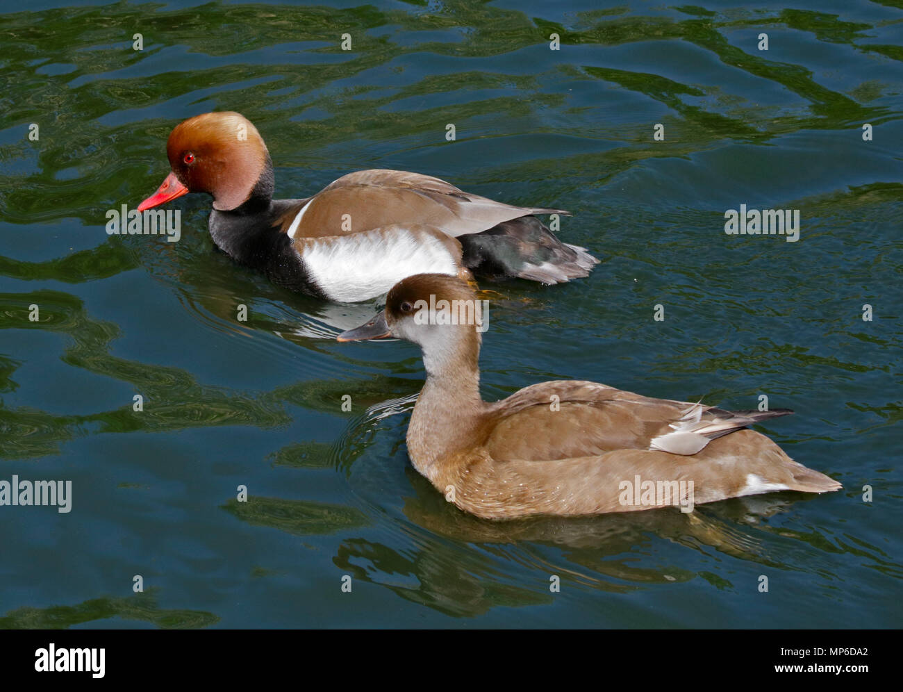 Male and Female Red Crested Pochards (netta rufina) swimming Stock Photo