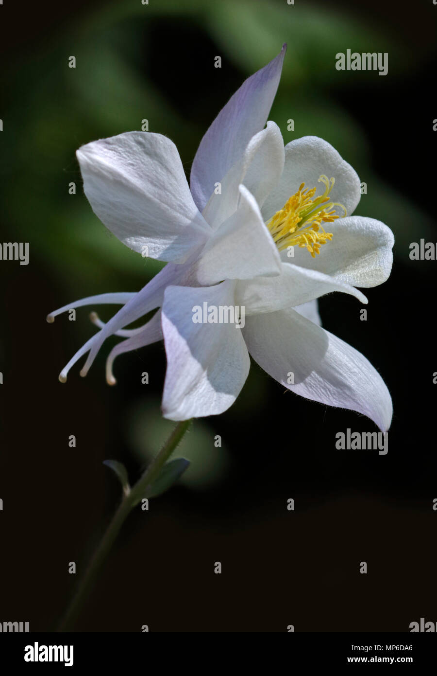 White Aquilegia Spring Magic (Columbine Stock Photo - Alamy