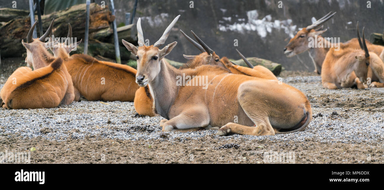 Group of African common southern eland antelope or taurotragus oryx Stock Photo