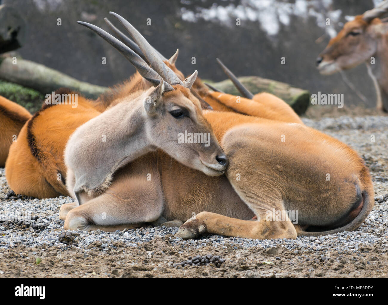 African Common southern eland antelope or taurotragus oryx Stock Photo