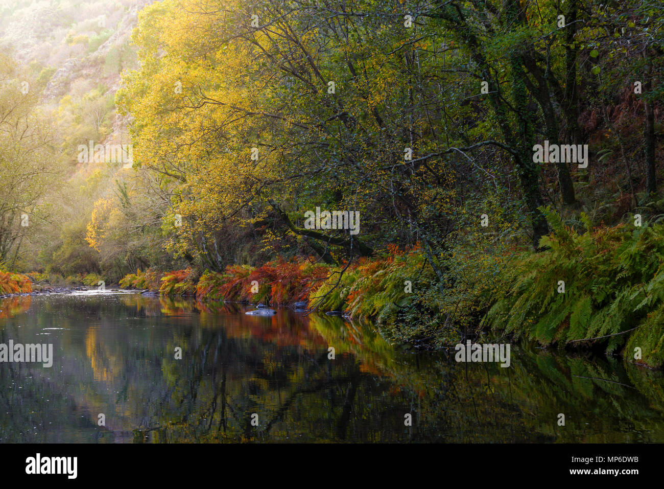 Los colores del otoño en el río Eo, en las cercanías de A Pontenova. Stock Photo