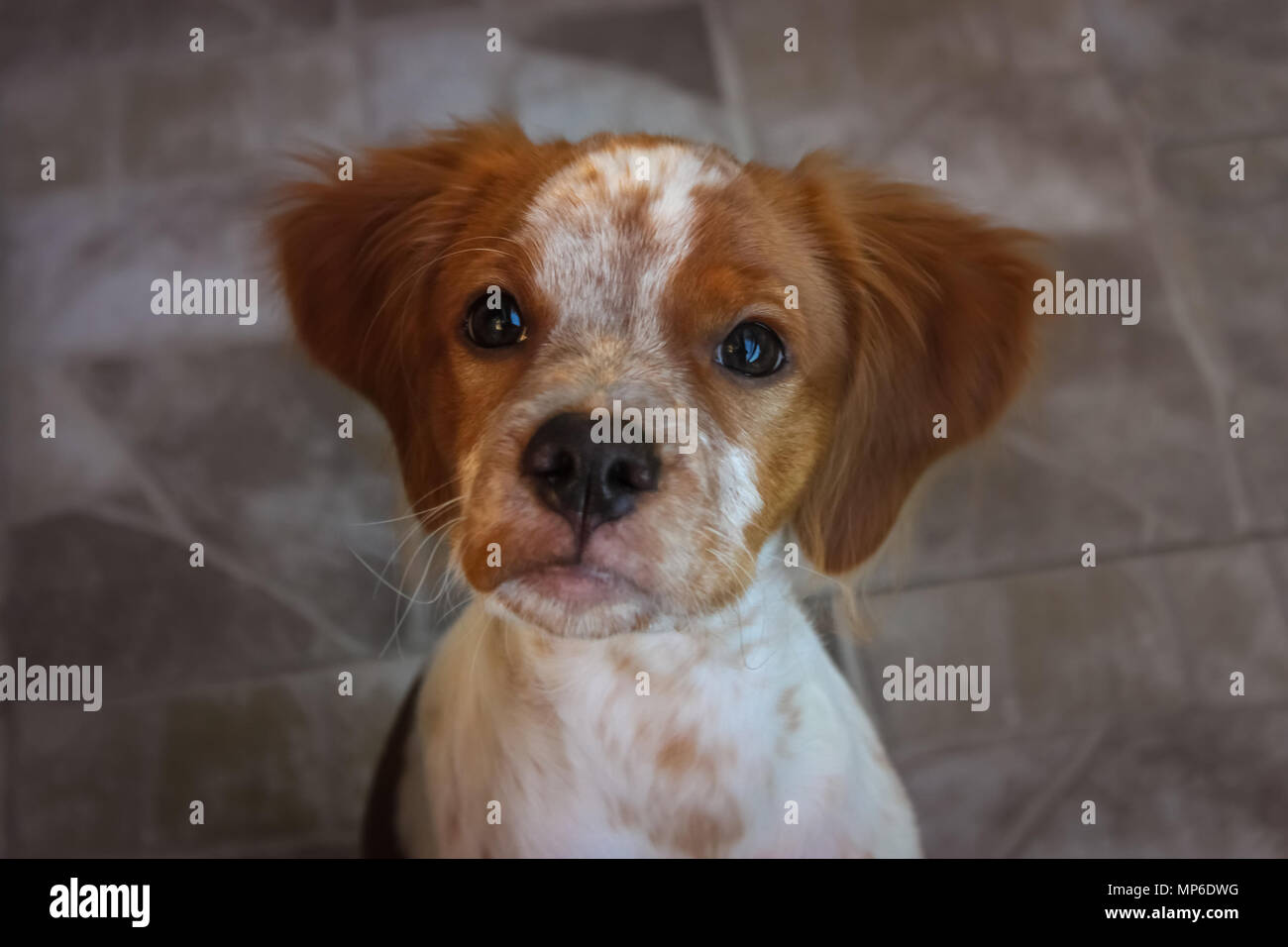 Epagneul Breton Or Brittany Spaniel High Resolution Stock Photography And Images Alamy