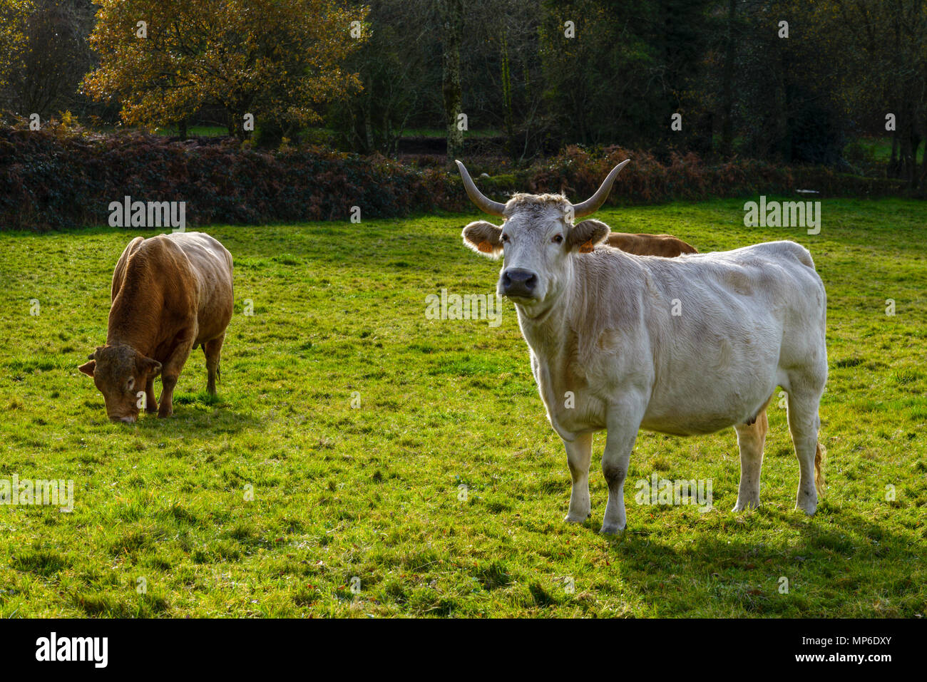 Vaca blanca y buey marrón pastando en una verde pradera, en Abadín. Stock Photo