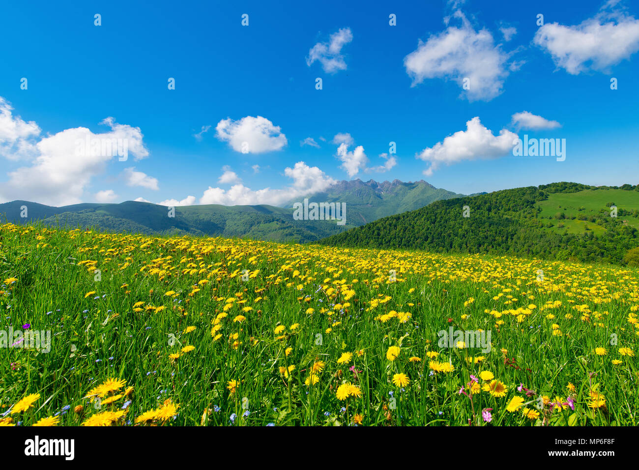 Prairie fleurie de pissenlit sur les Alpes italiennes avec le mont Resegone. Stock Photo