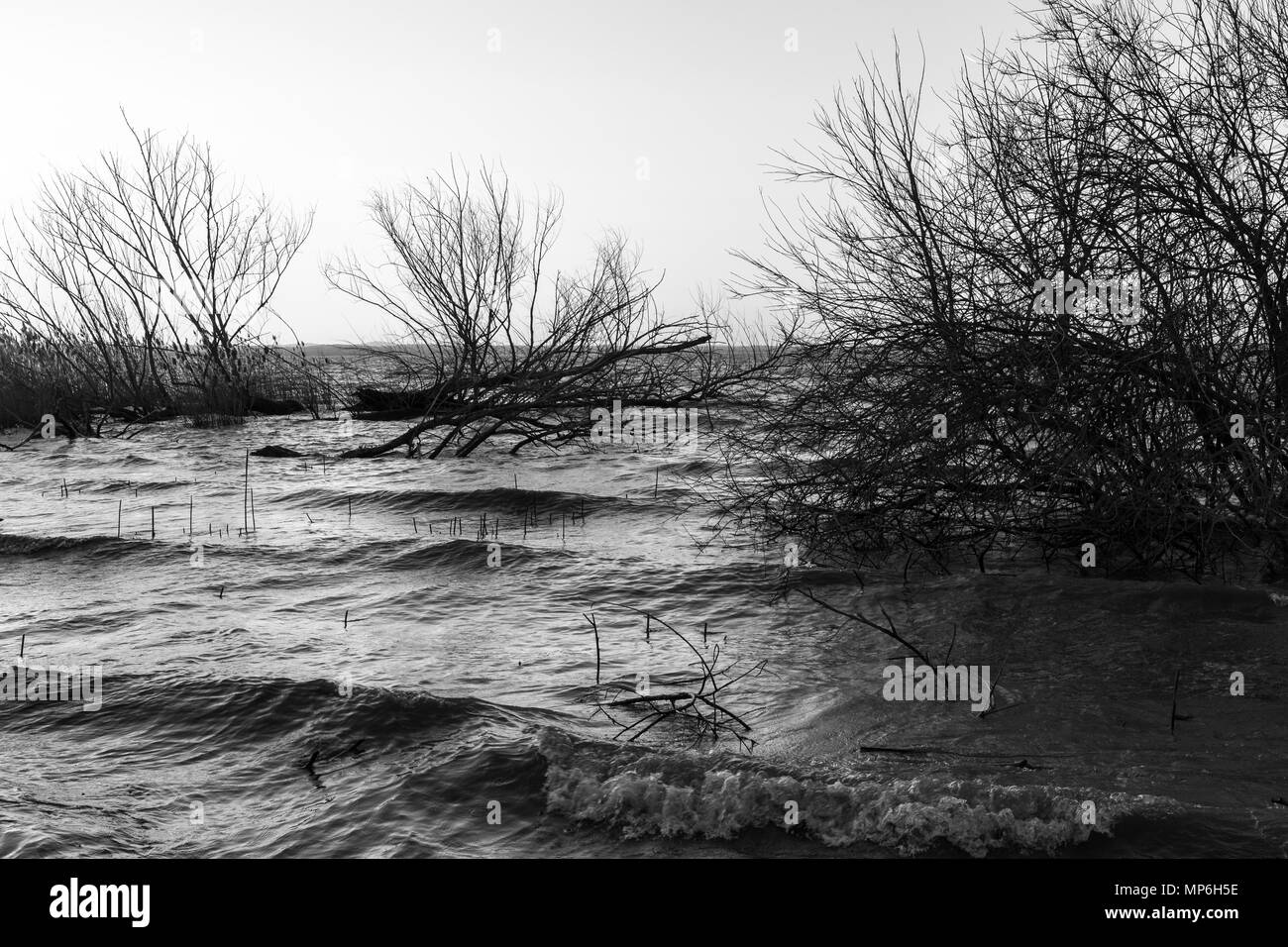 View of a lake on a windy day, with skeletal trees and water wav Stock Photo
