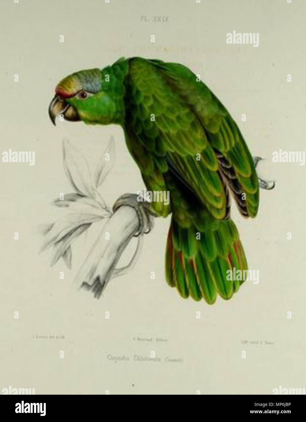 . Deutsch: Amazona festiva Syn: Chrysotis chloronota . 1857. J. Davernes 1032 Psittacara chloropterus Stock Photo