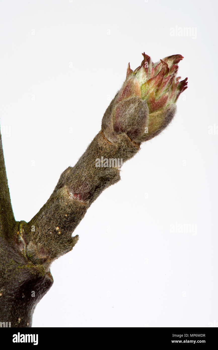 Tight leaf and flower bud on an apple twig in late winter beginning to swell and starting to open Stock Photo