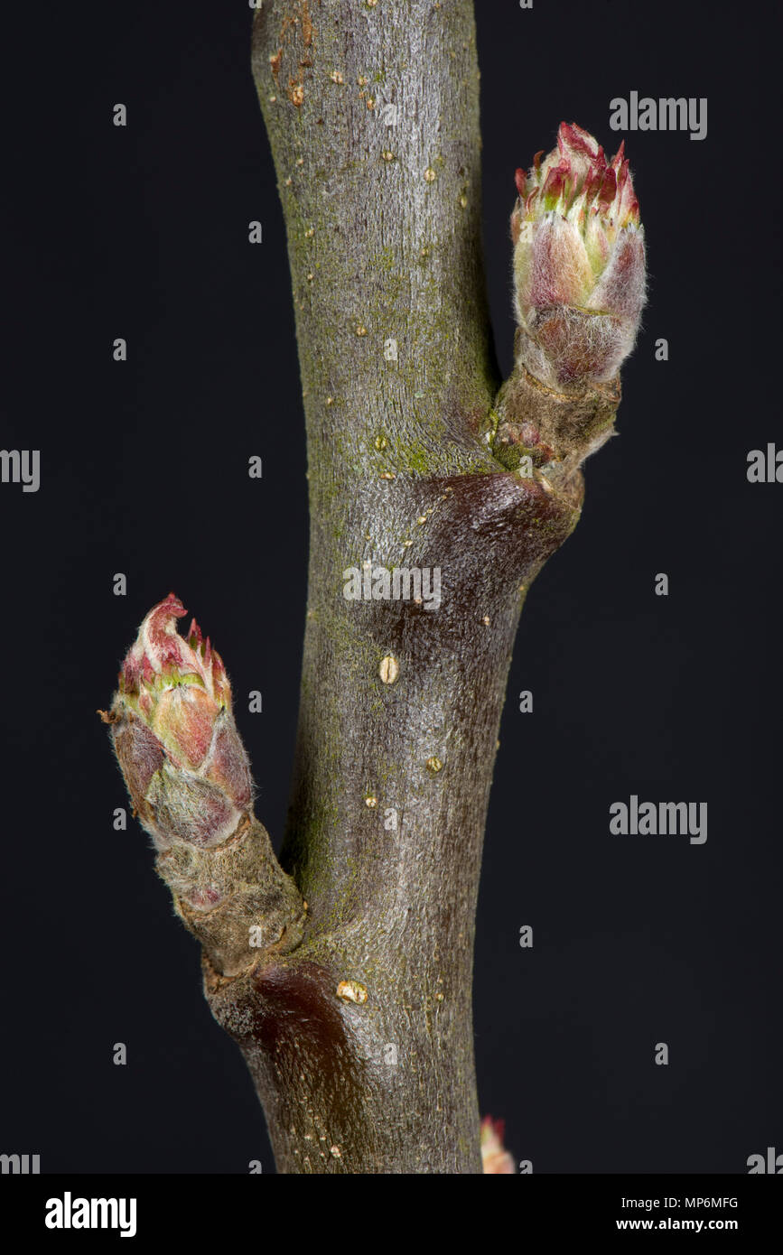 Tight leaf and flower bud on an apple twig in late winter beginning to swell and starting to open Stock Photo