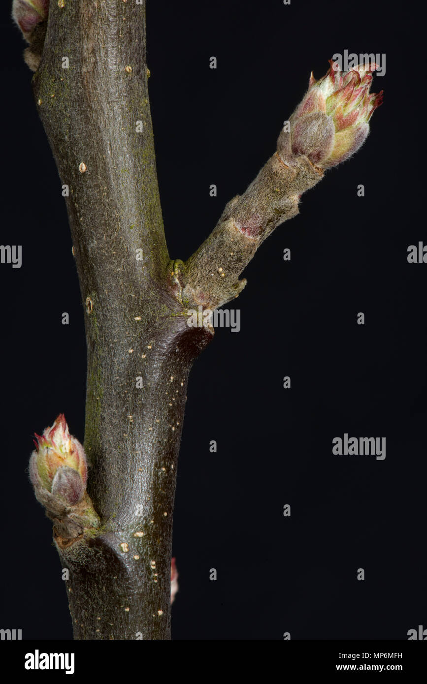 Tight leaf and flower bud on an apple twig in late winter beginning to swell and starting to open Stock Photo