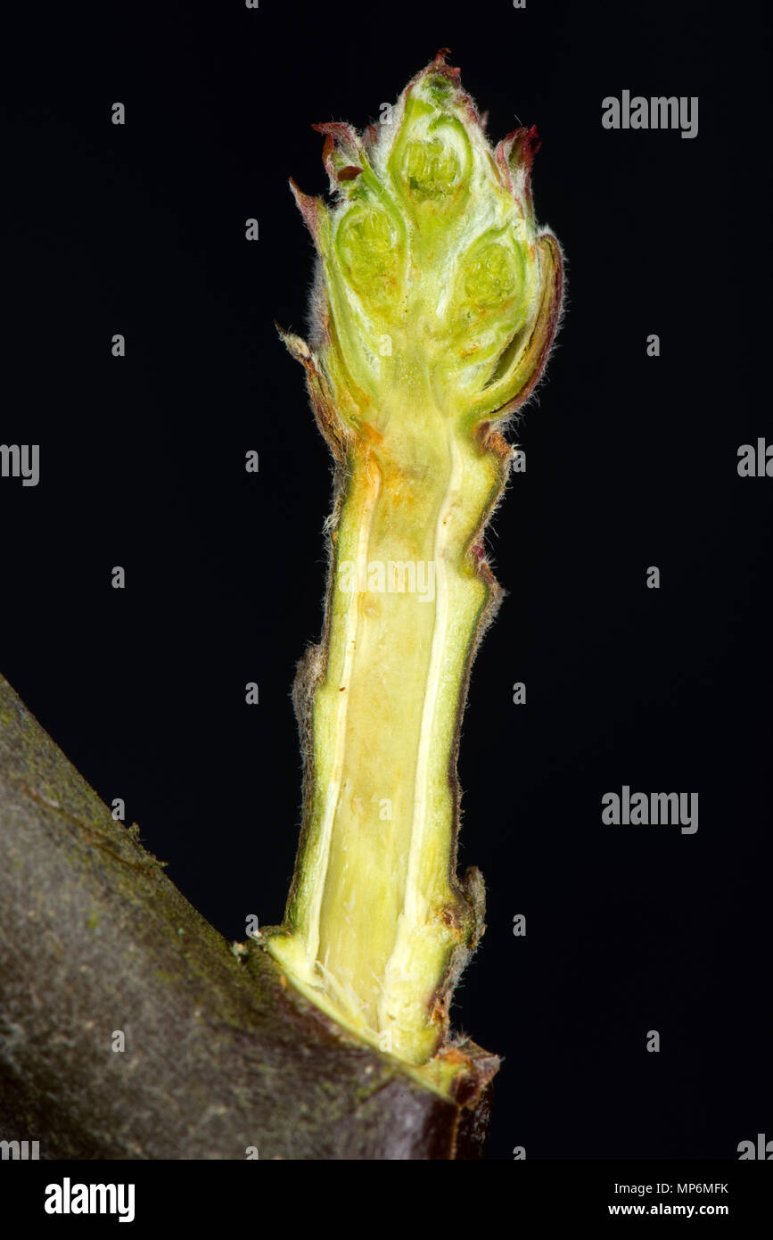 Section through a leaf and flower bud of an apple twig in late winter swelling and starting to open Stock Photo