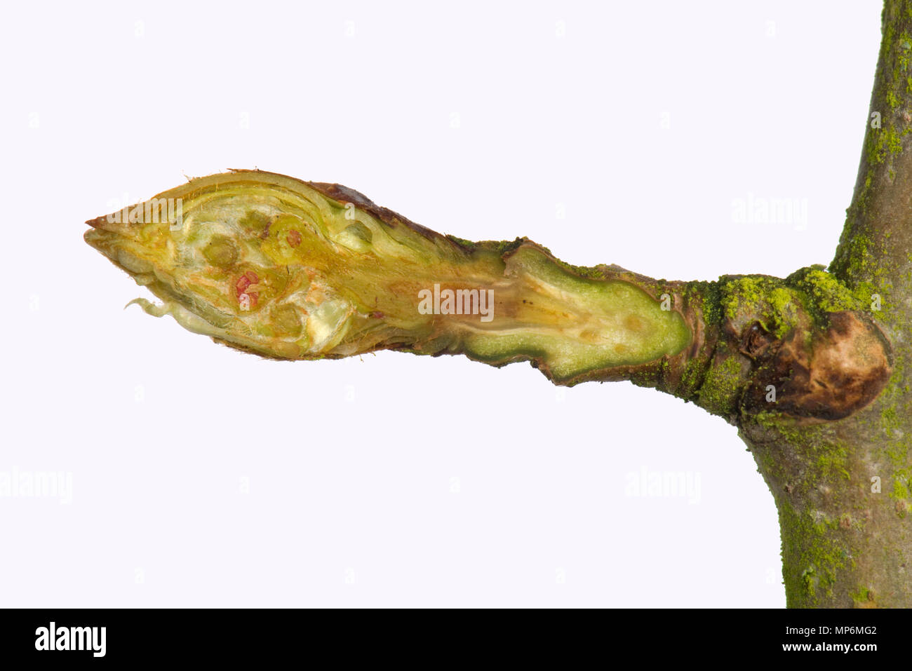 Section through a leaf and flower bud on an pear twig in late winter beginning to swell and starting to open Stock Photo