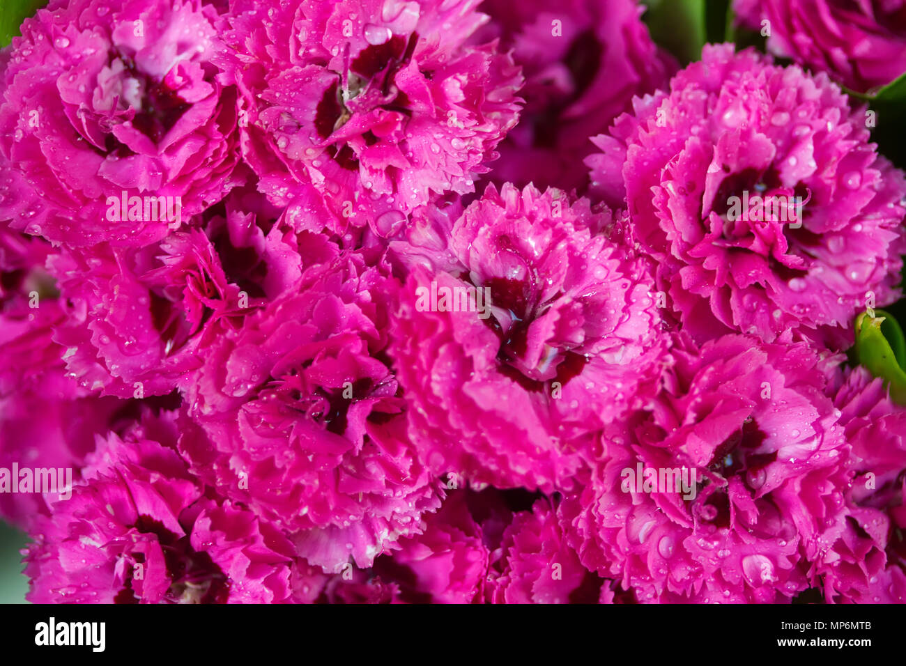 pink carnation flowers Stock Photo Alamy