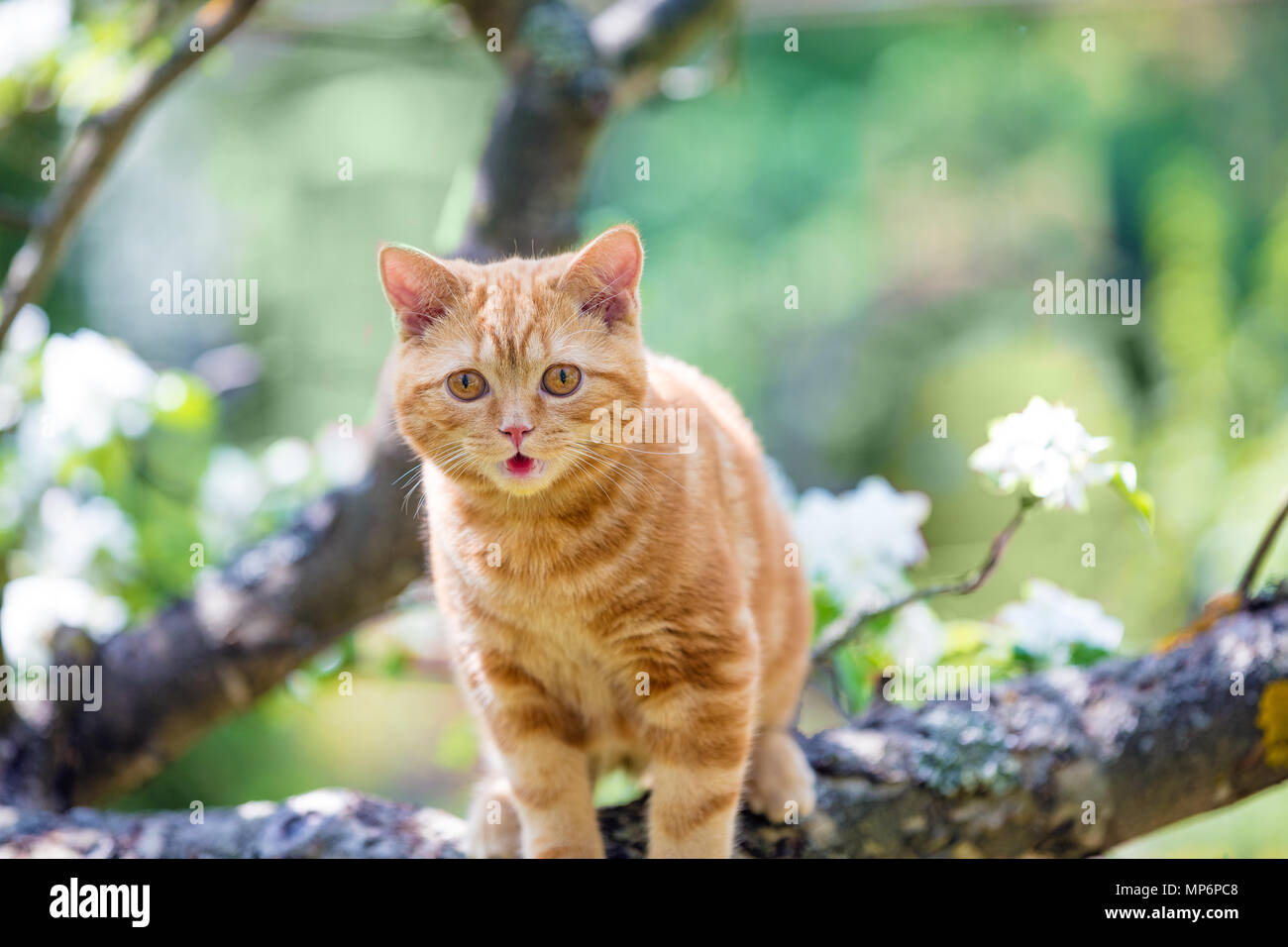 British longhair cat garden hi-res stock photography and images - Alamy