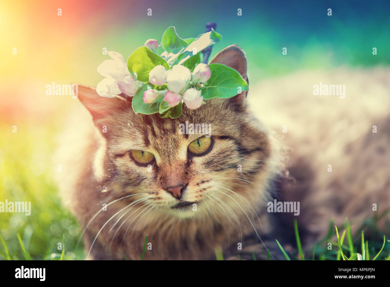Portrait of a siberian cat outdoors with spring flowers on the head