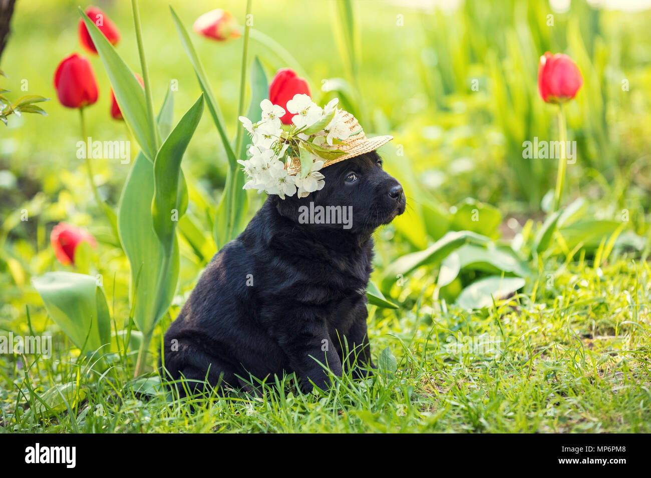 Labrador retriever puppy wearing the straw hat decorated with cherry ...