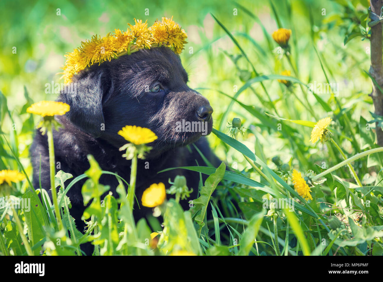 Little Labrador Retriever puppy wearing dandelion wreath, sitting on the grass in spring Stock Photo