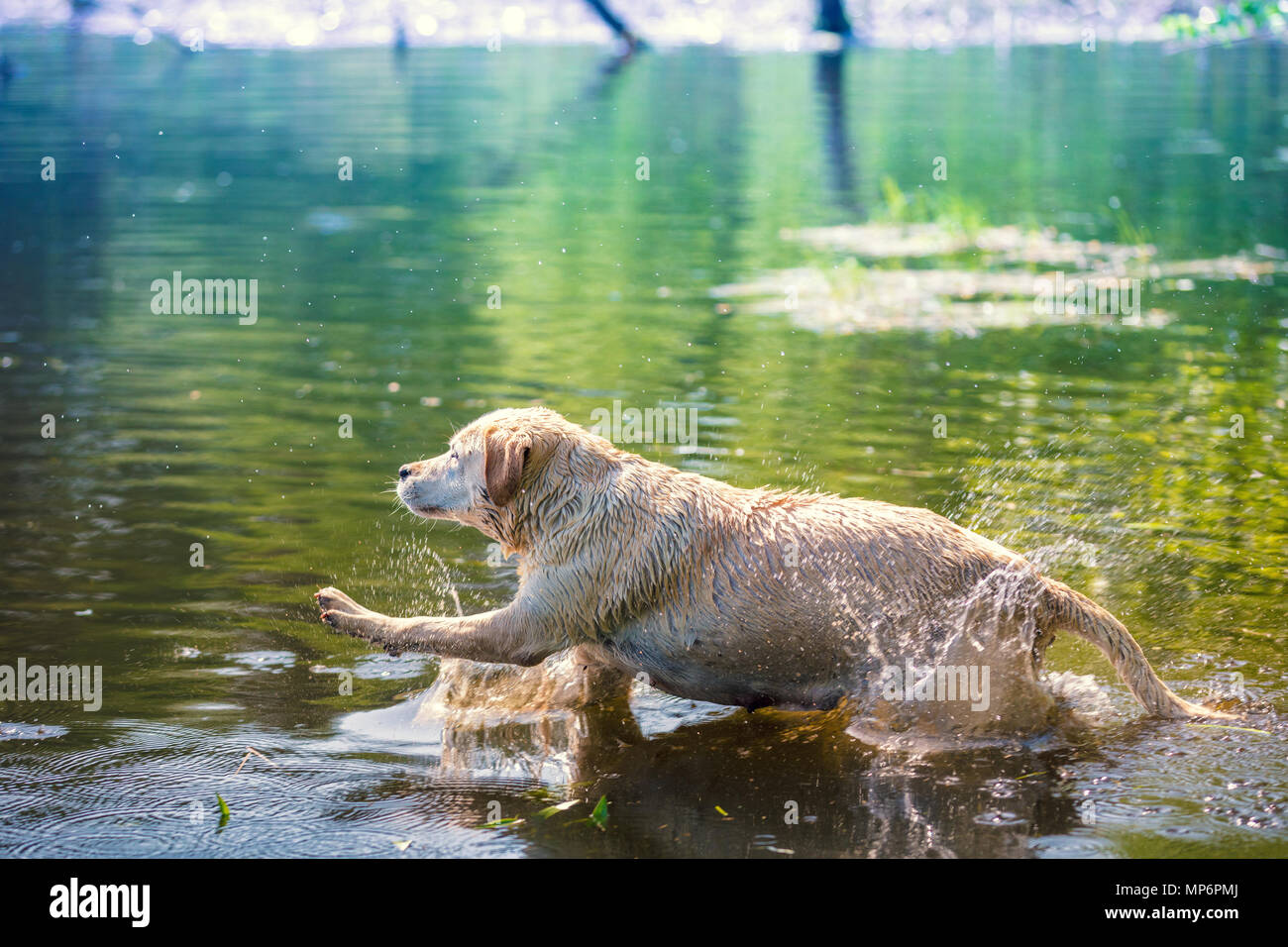 Labrador retriever dog swimming in the lake Stock Photo Alamy