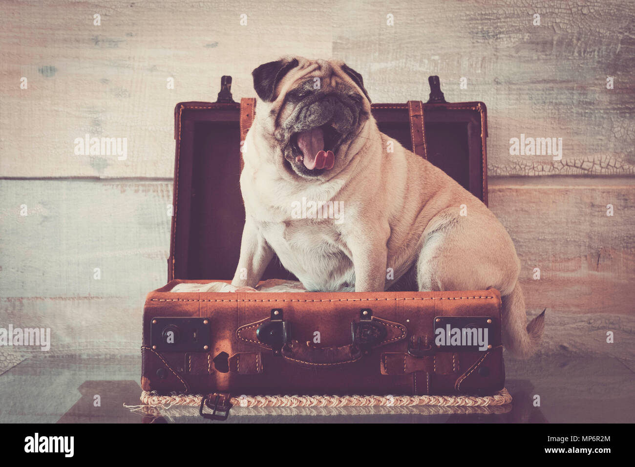 vintage filter and scene with old white pug lay down inside an old carrying case luggage. defocused background ancient style for wallpaper. lazy trave Stock Photo