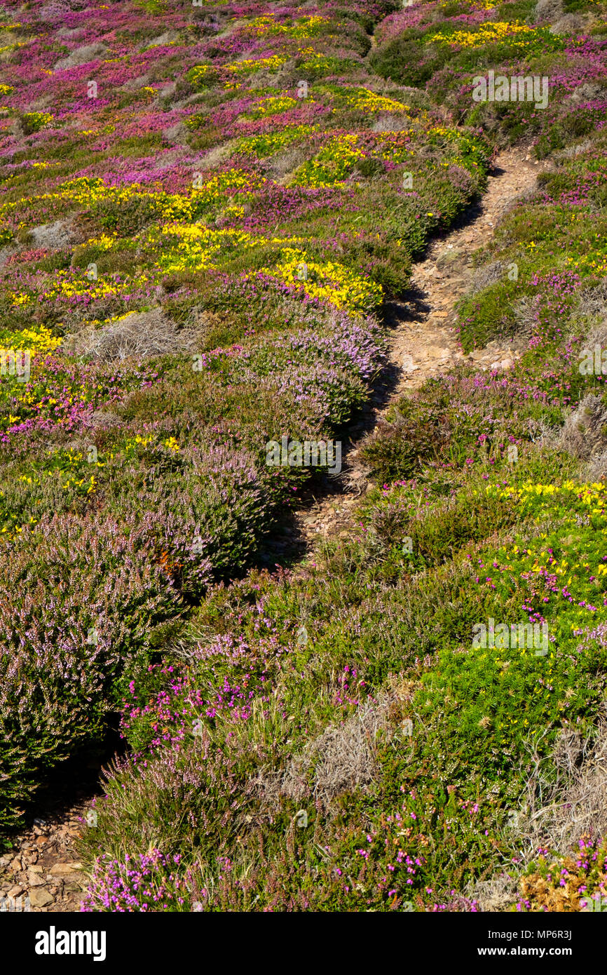A narrow track through vibrant colourful heathers on the cliff top at St Agnes Heritage Coast on a sunny summer afternoon in Cornwall, UK Stock Photo
