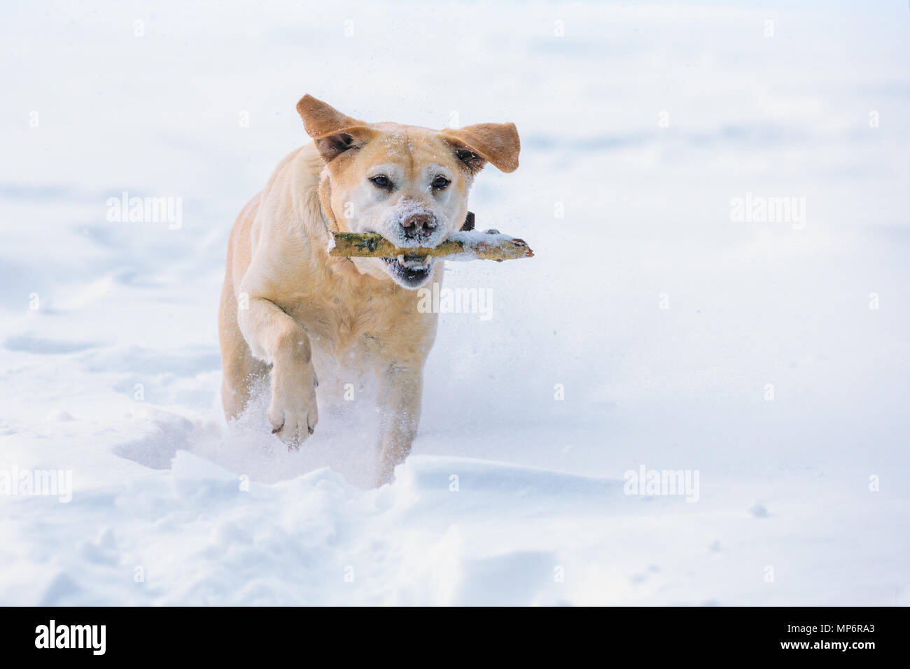 Labrador retriever dog executes the command "aport". The dog walks