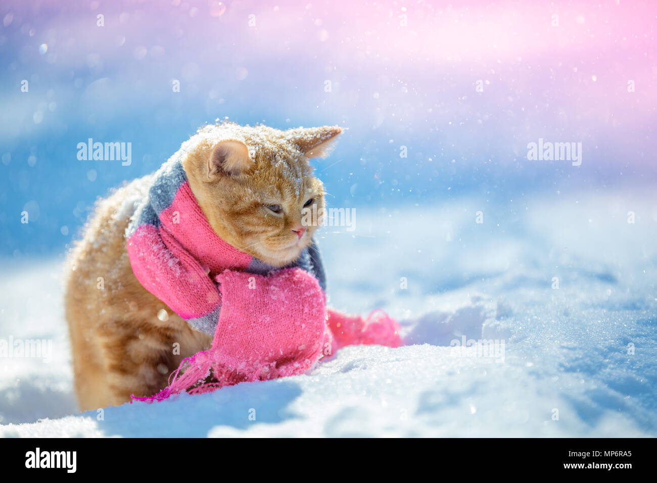 Portrait of a little red kitten wearing knitted scarf outdoors in winter Stock Photo