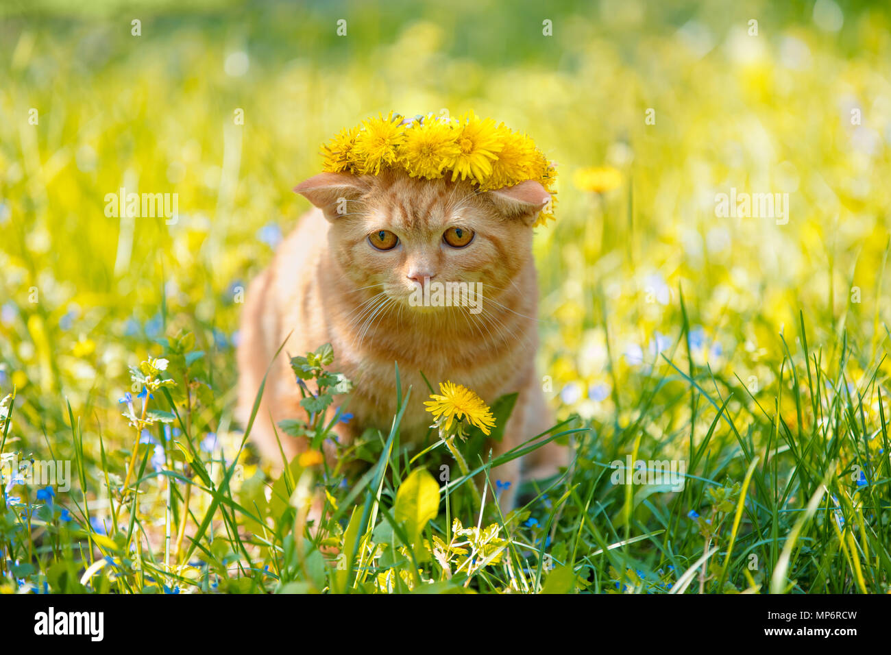 little red kitten crowned chaplet from the dandelion flowers on green lawn Stock Photo