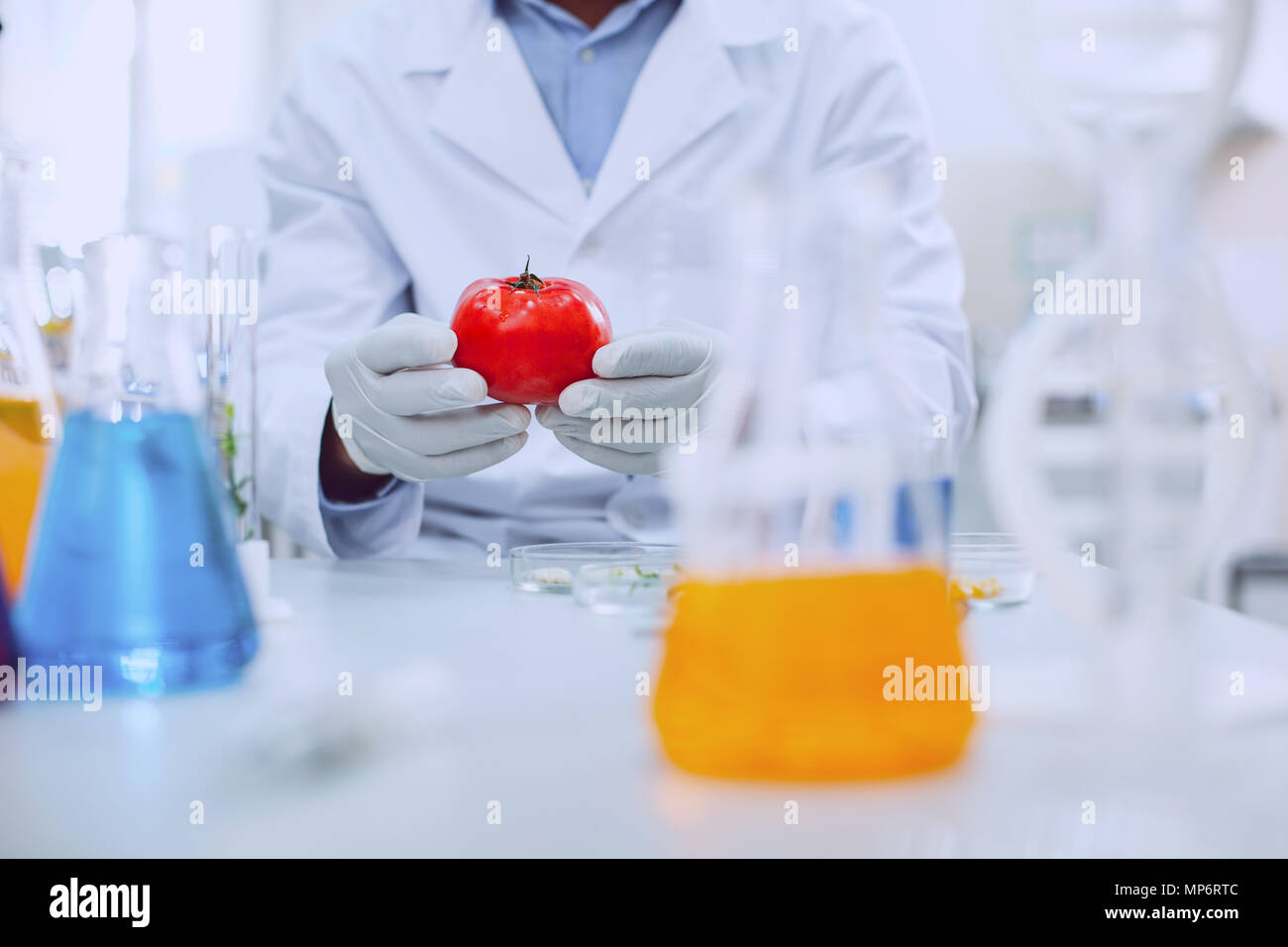 Experienced knowledgeable scientist testing tomatoes Stock Photo