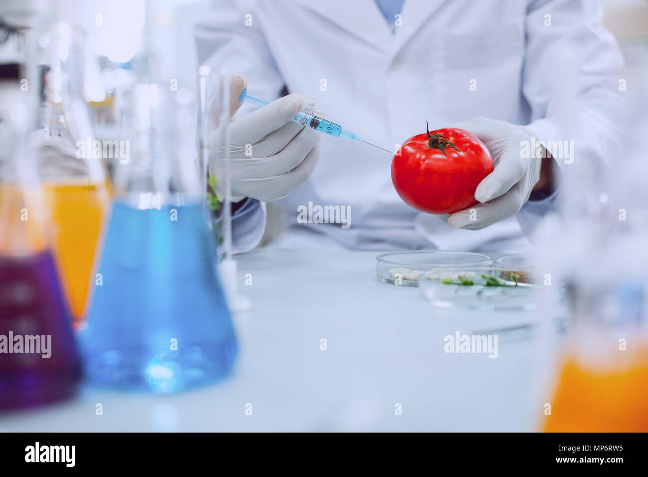 Smart knowledgeable scientist testing tomatoes Stock Photo
