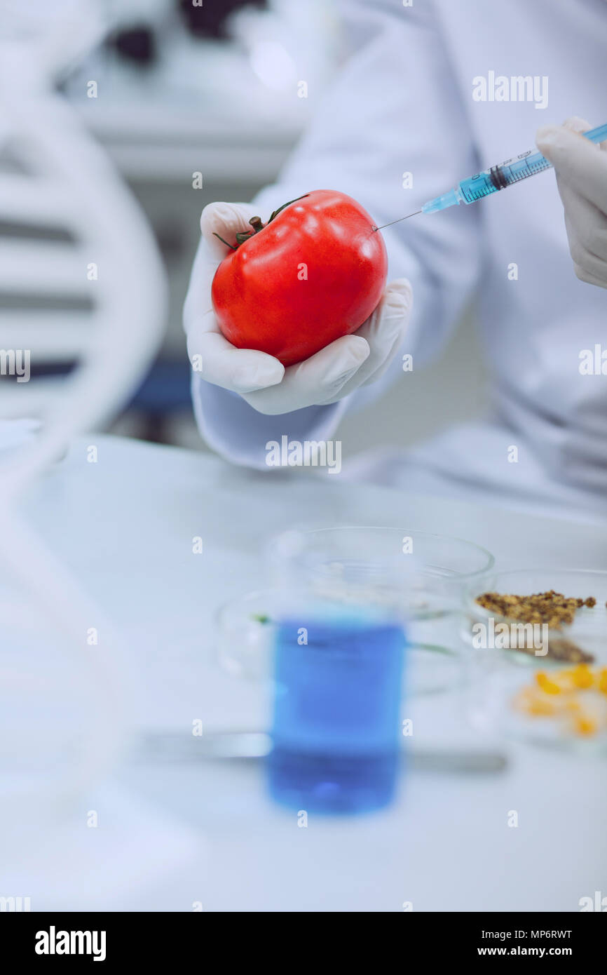 Skilled determined scientist testing tomatoes Stock Photo