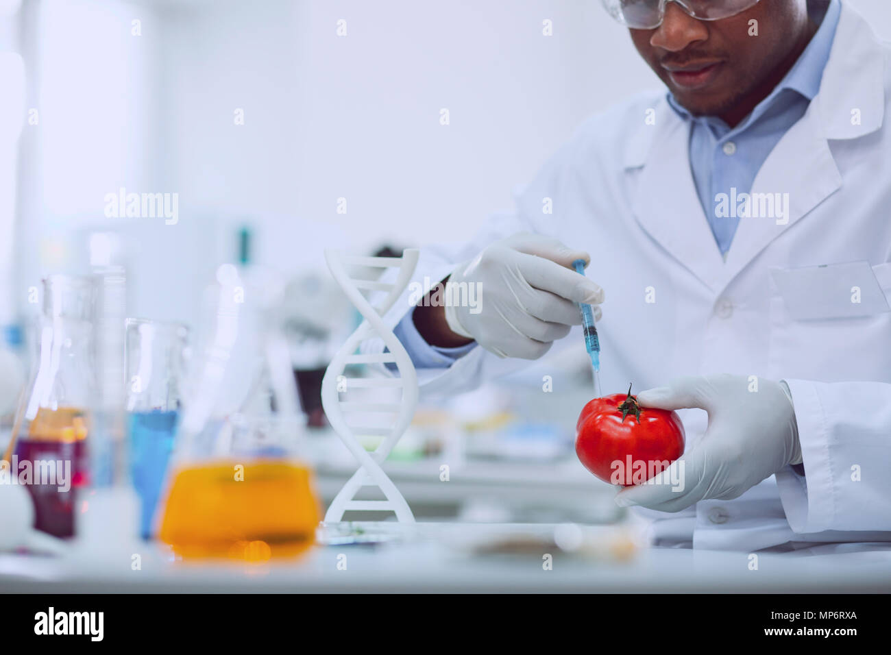 Concentrated skilled biologist modifying tomato Stock Photo
