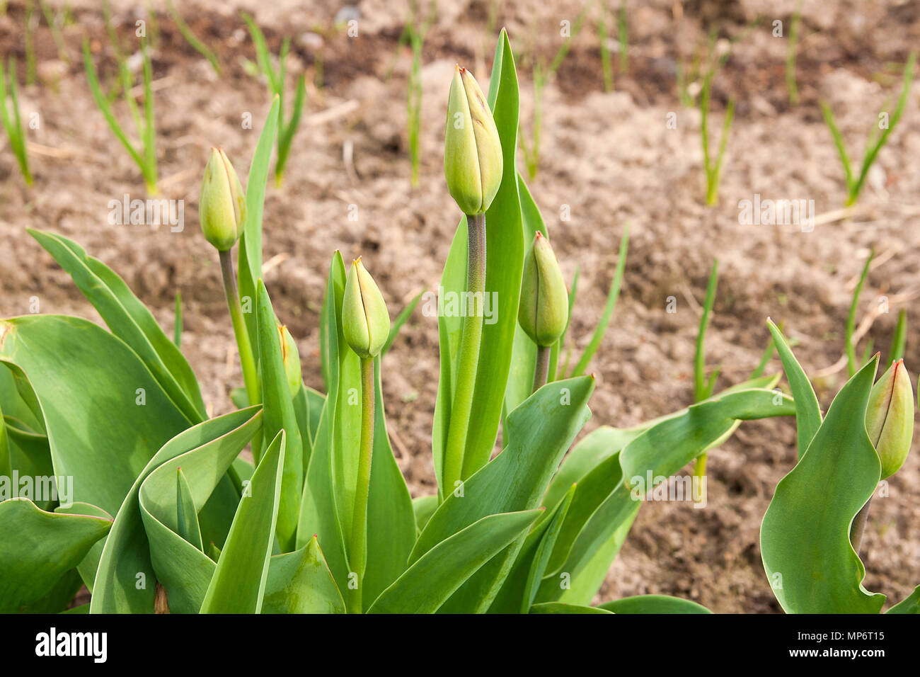First spring flowers buds of tulips with leaves on flower bed Stock ...