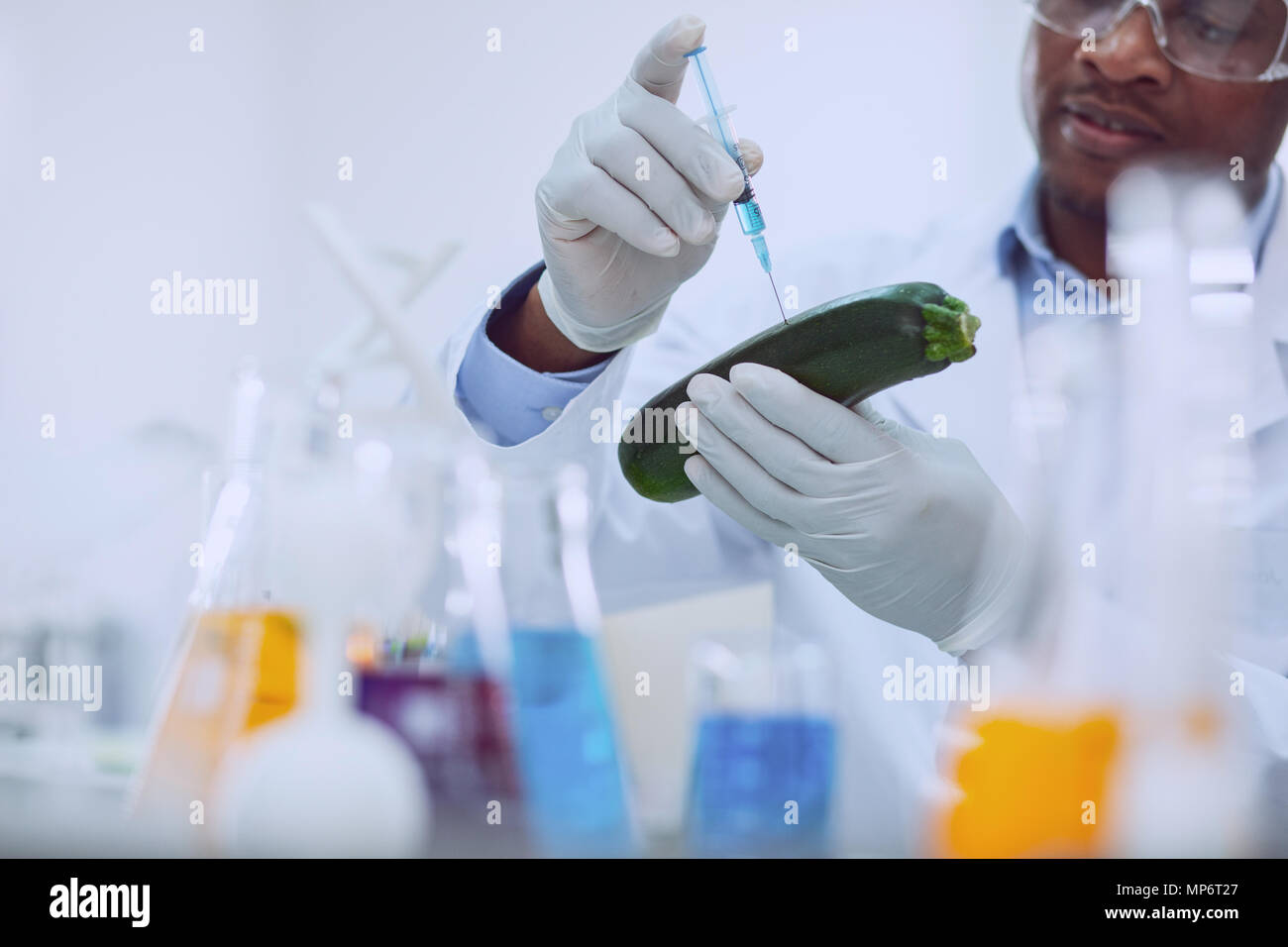 Concentrated afro-american researcher testing a marrow squash Stock Photo