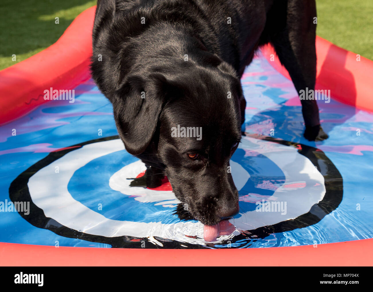 Black Labrador plays in a paddling pool in a garden / Adult male Labrador in paddling pool Stock Photo