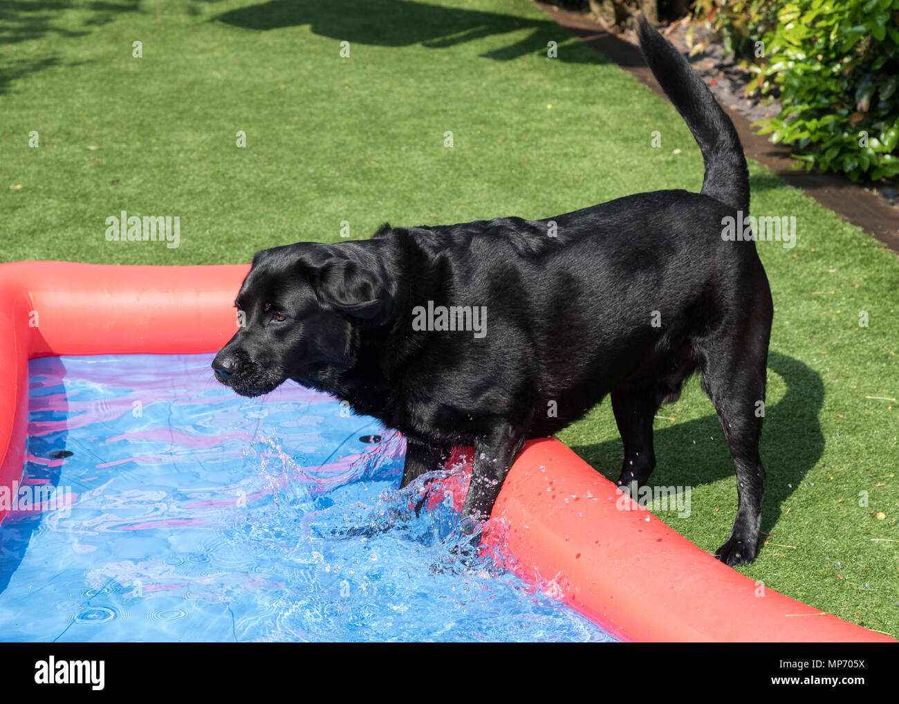 Black Labrador plays in a paddling pool in a garden / Adult male Labrador in paddling pool Stock Photo