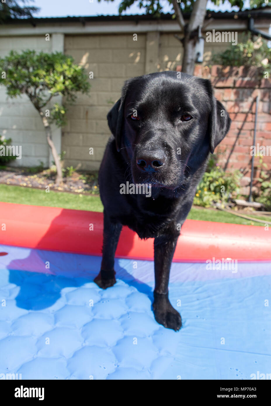 Black Labrador plays in a paddling pool in a garden / Adult male Labrador in paddling pool Stock Photo