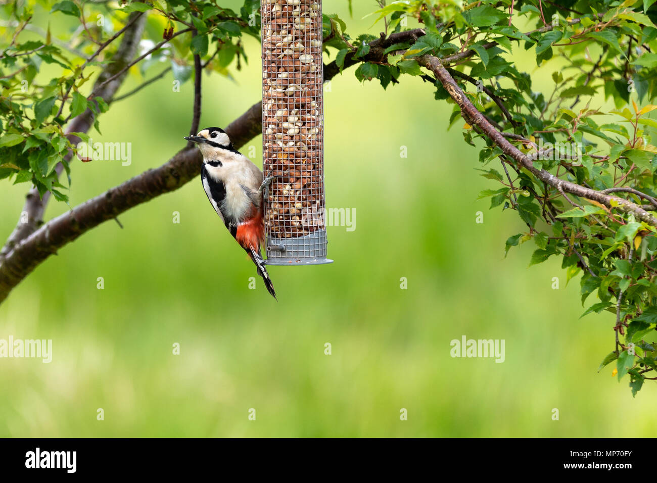 A female Great spotted wood pecker (Dendrocopos major) feeding from a garden bird feeder on this warm spring day. © Ian Jones/Alamy Live News. Stock Photo