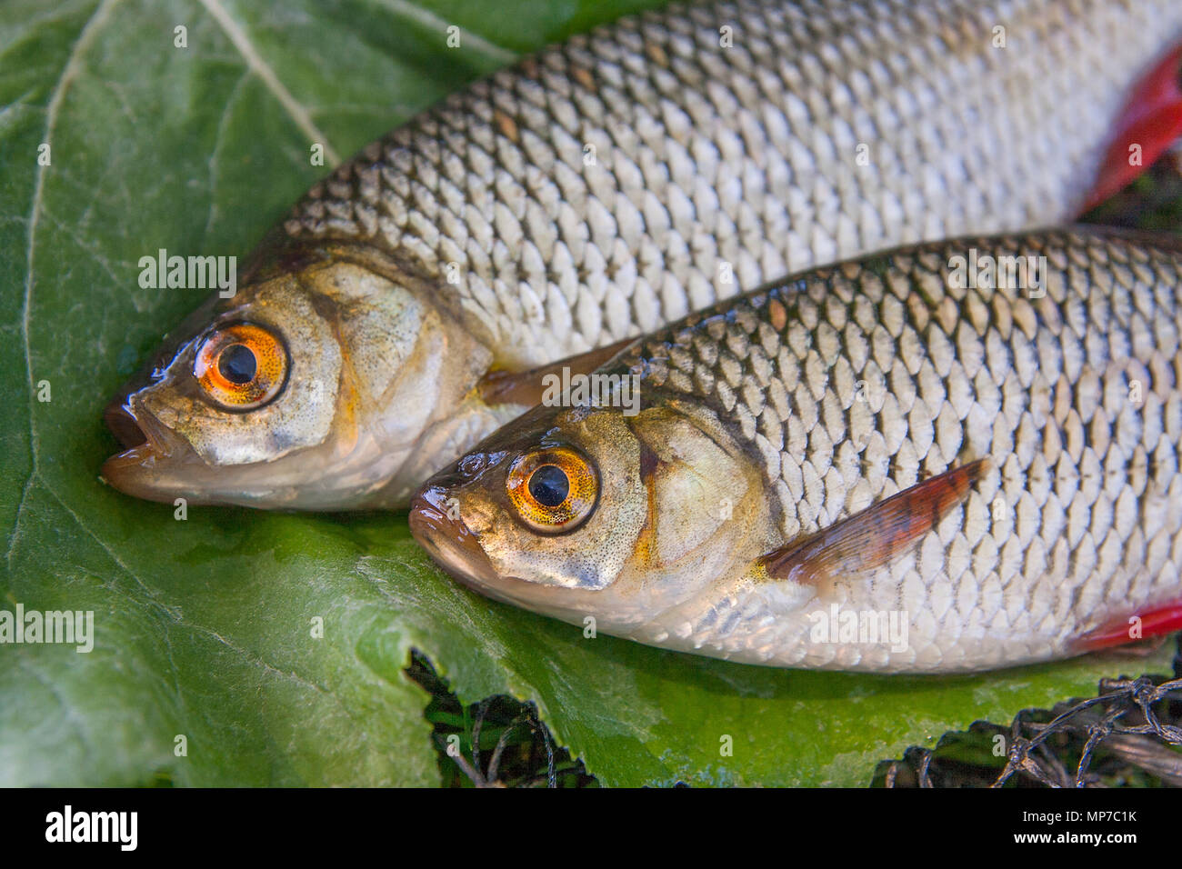 Close Up View of Two Freshwater Common Rudd Fish on Black Fishing