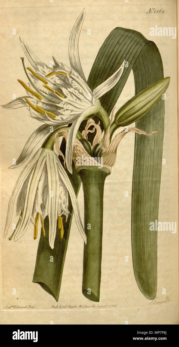 . Latina: Ismene nutans . 1813. Curtis 676 Ismene nutans (as Pancratium calathinum) 38.1561 Stock Photo