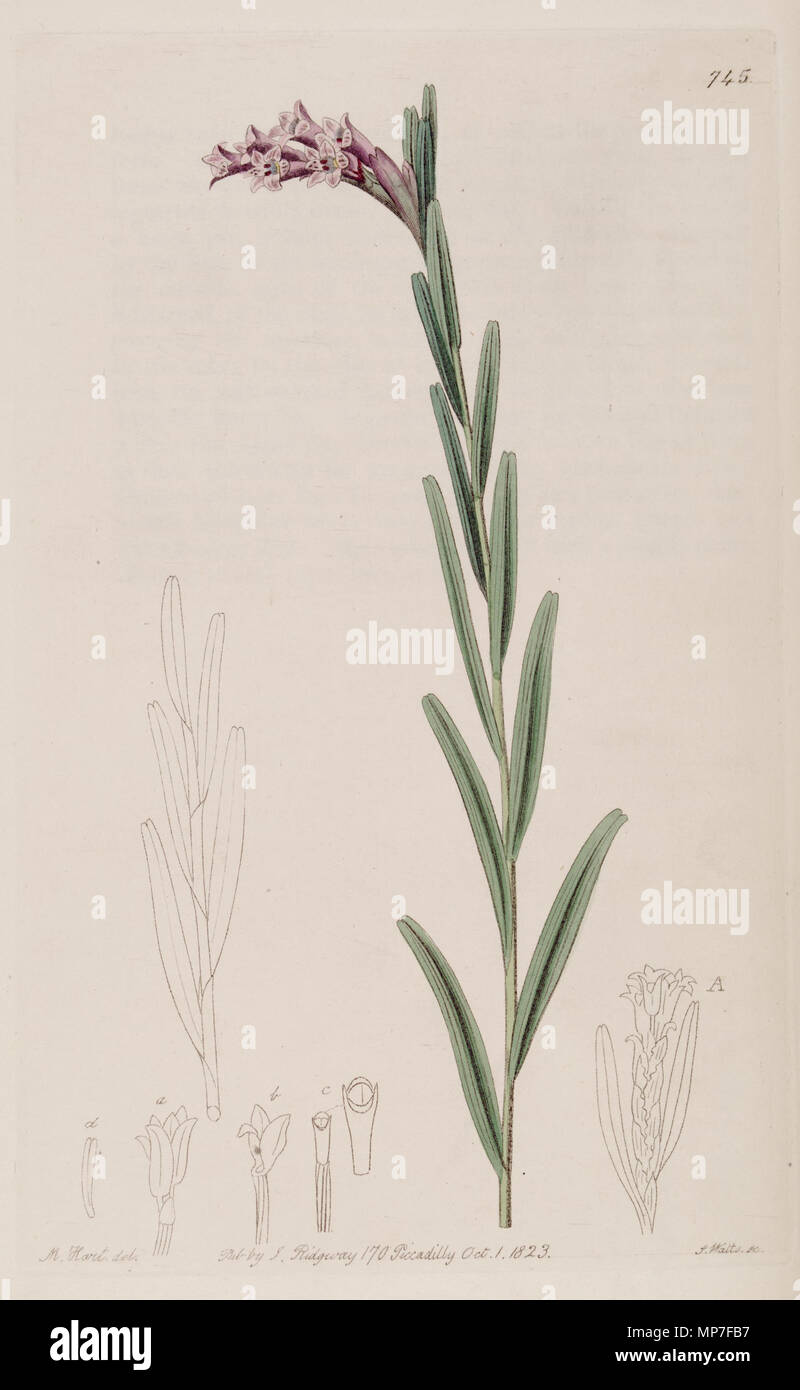 . Illustration of Isochilus linearis . 1823. Designer:M. Hart - Engraver: J. Watts 677 Isochilus linearis - Bot. Reg. 9 pl. 745 (1823) Stock Photo