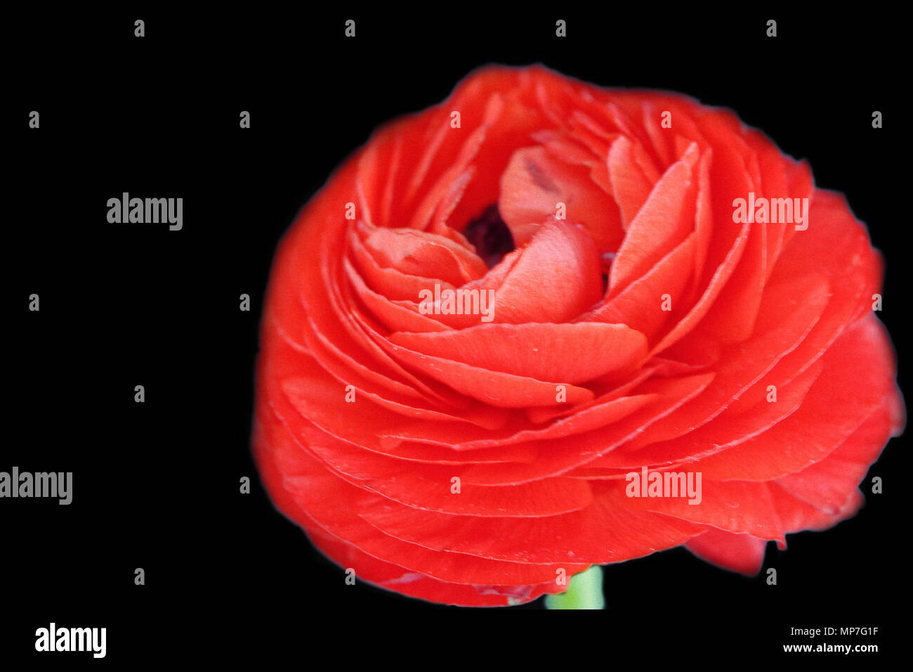 Red Ranunculus asiaticus Stock Photo