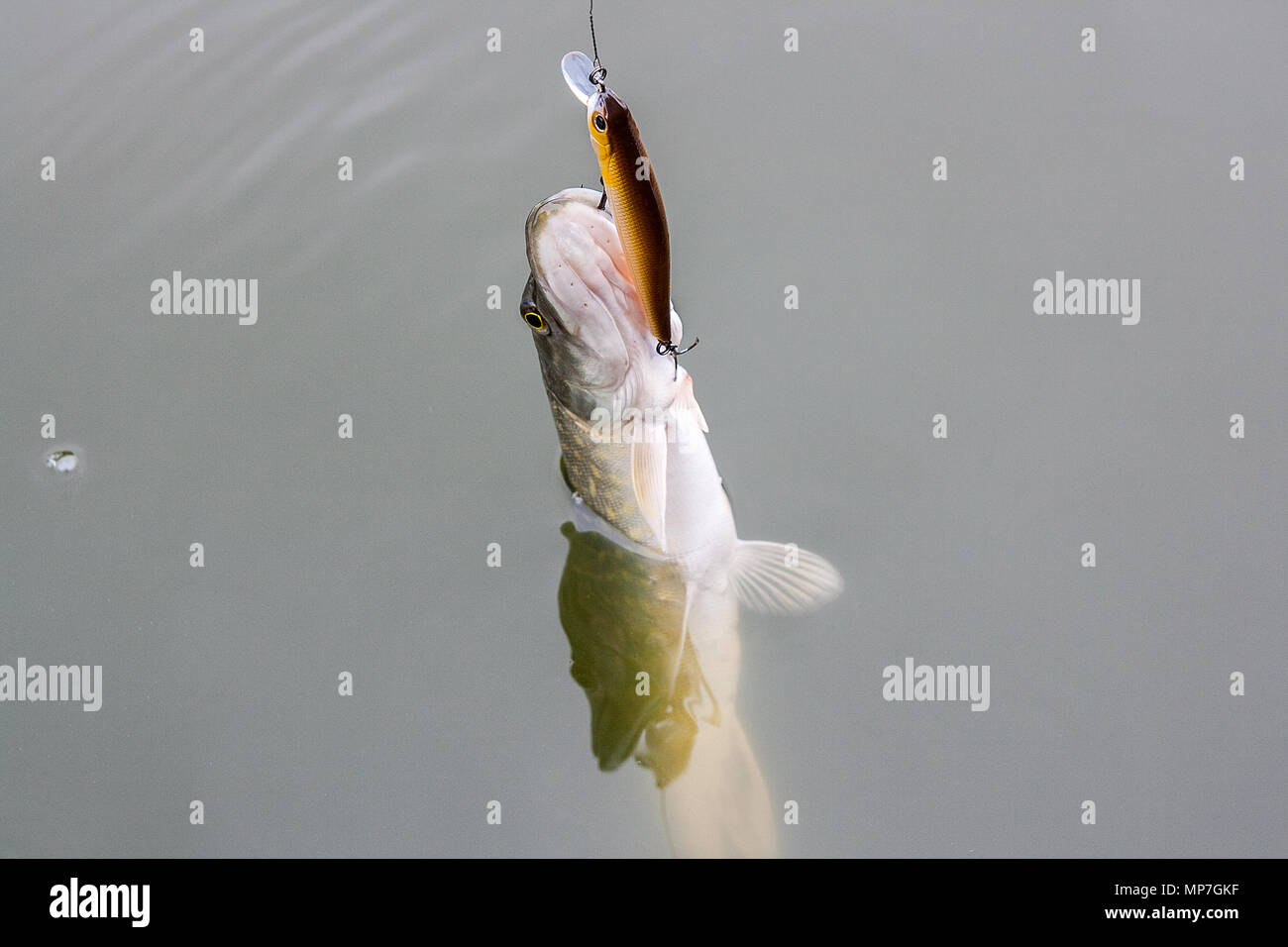 Lure in water hi-res stock photography and images - Page 4 - Alamy