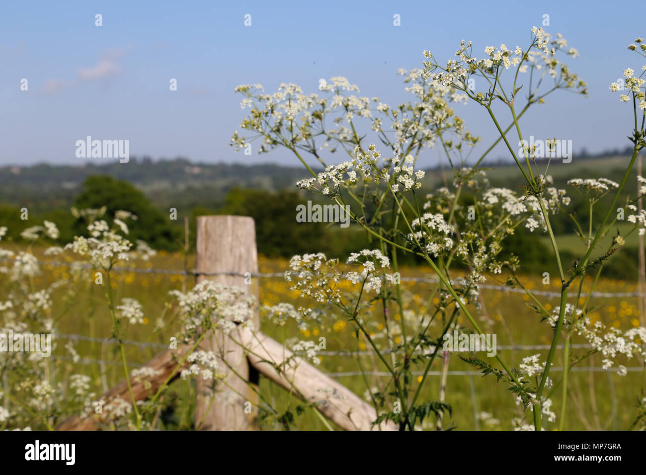 Wooden fence post flowers hi-res stock photography and images - Alamy